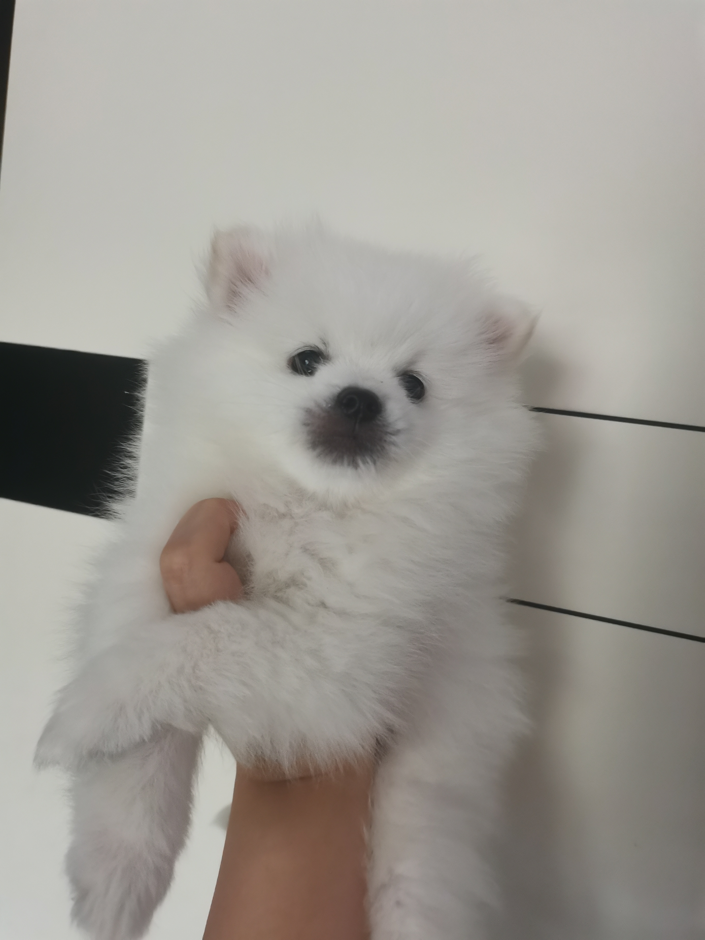 家养博美弟弟   已打一针疫苗